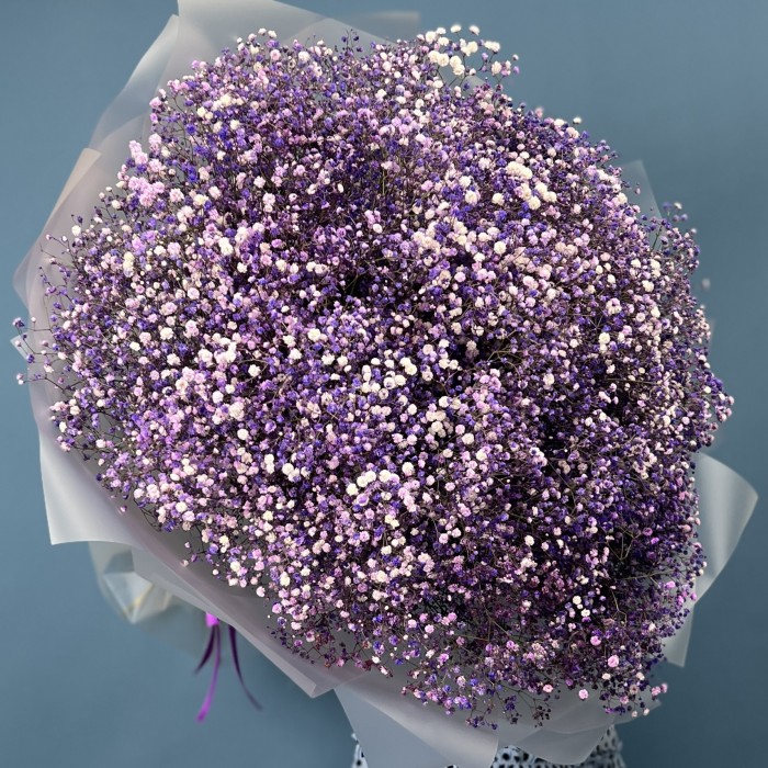 51 фиолетовая гипсофила